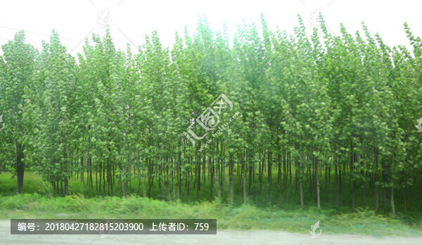 風(fēng)中的樹(shù)