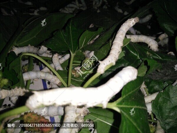 蠶寶寶