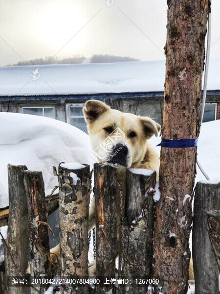 雪鄉(xiāng)里的狗