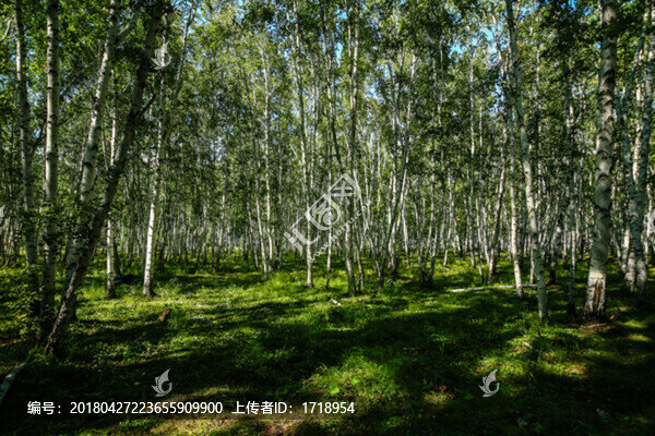 白樺林,青草地