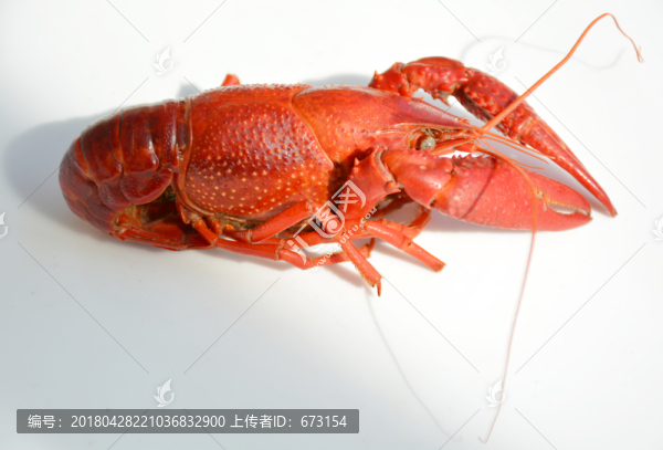 小龍蝦