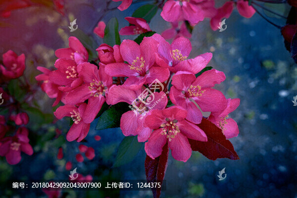 花兒