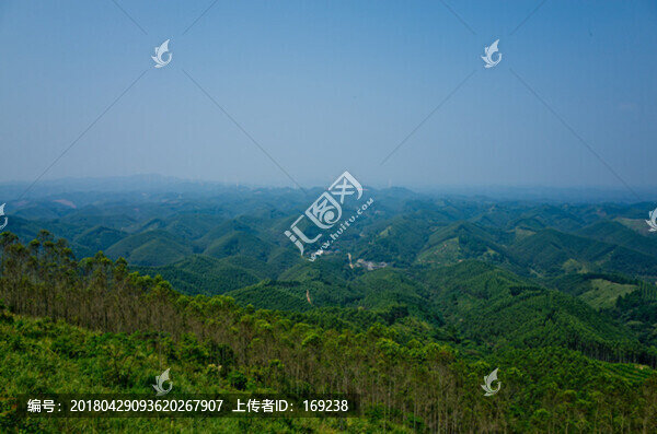 叢林,森林