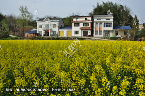 油菜花,油菜,輸電線路