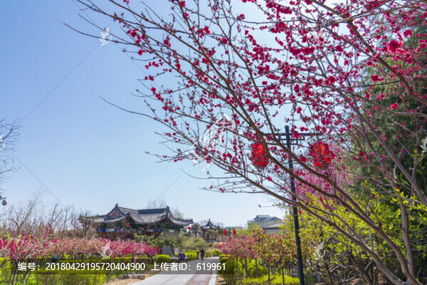 園林梅花