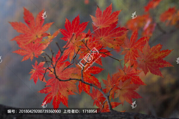 楓樹,楓葉,樹,,1385