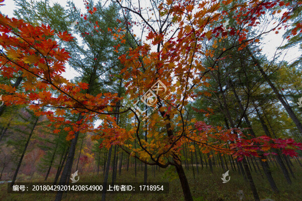 楓樹(shù),楓葉,樹(shù),,1399