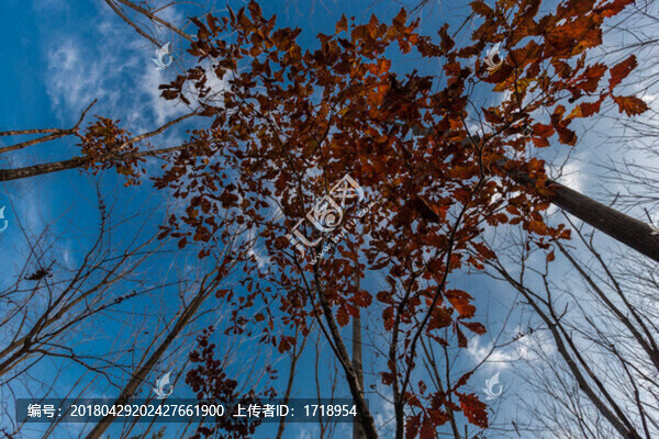 楓樹(shù),楓葉,樹(shù),,1514