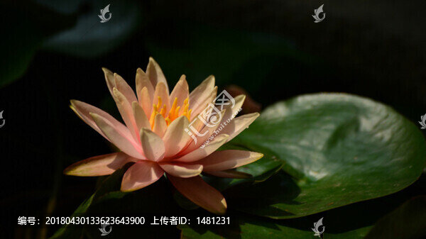 蓮花