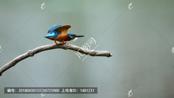翠鳥展翅