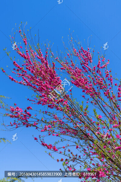 紅梅藍(lán)天背景仰拍