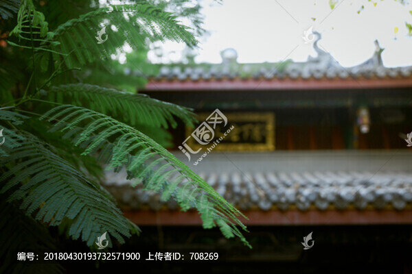 中國寺廟和古樹