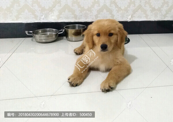 金毛巡回獵犬