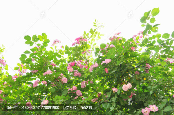 薔薇花叢景觀