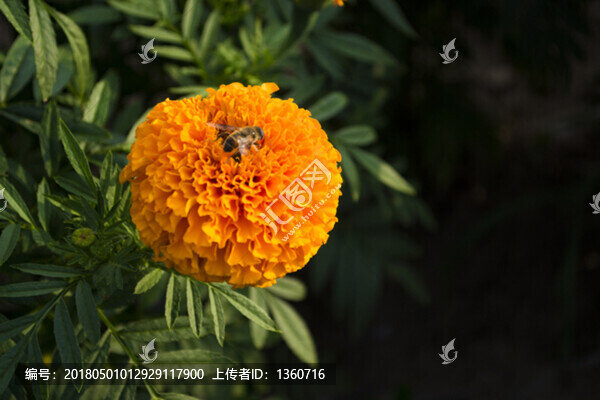 萬壽菊