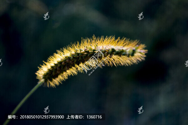 狗尾草