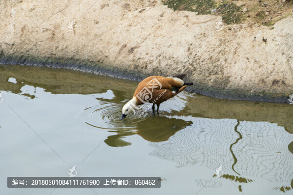 水面動(dòng)物
