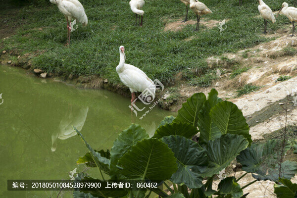 仙鶴