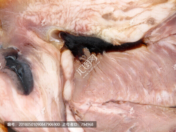 豬頭肉
