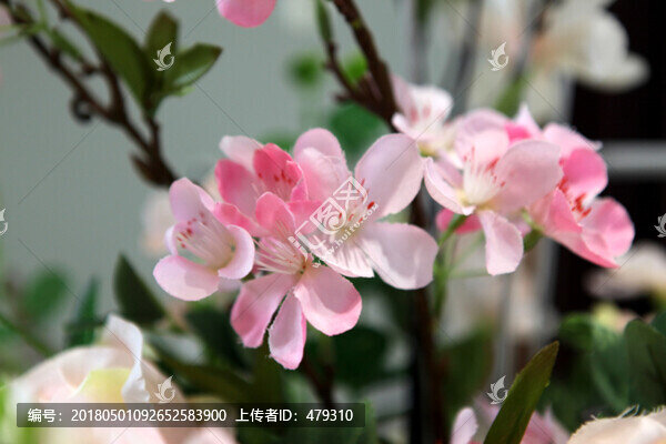 花卉,絹花,花墻,花朵