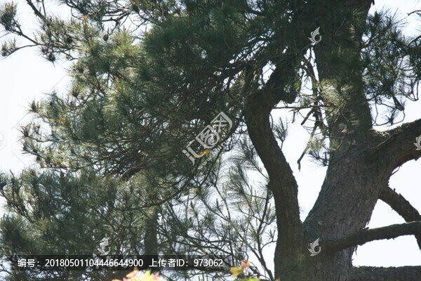 松間隱士,灰喉山椒鳥