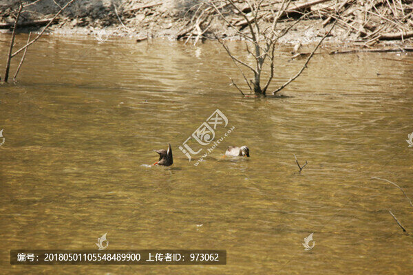 清水戲迷,斑嘴鴨