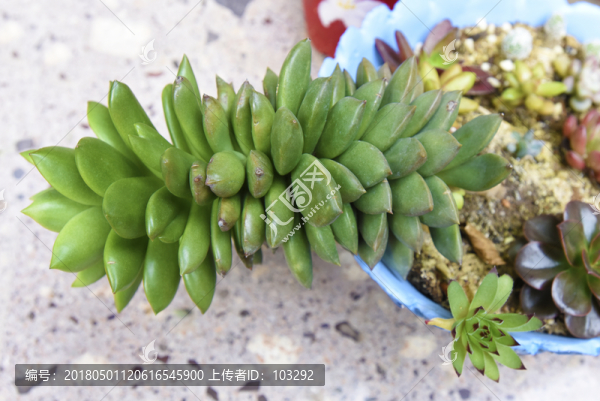 多肉植物