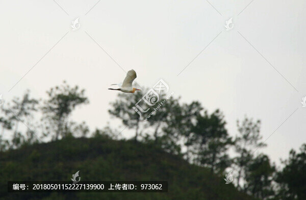 掠過山林,牛背鷺