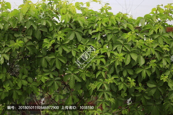爬山虎墻