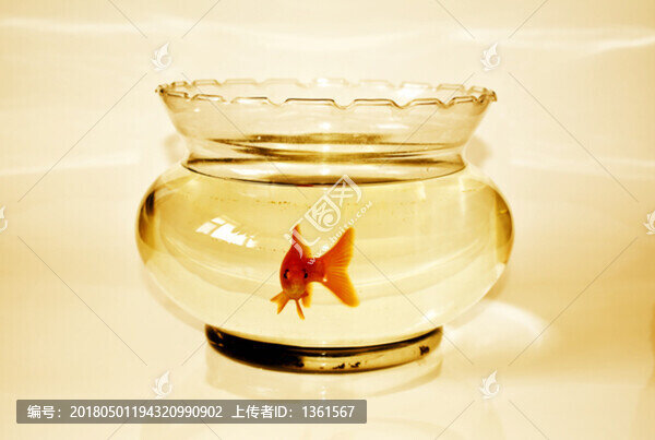 金魚