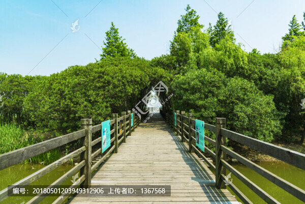 濕地,木橋