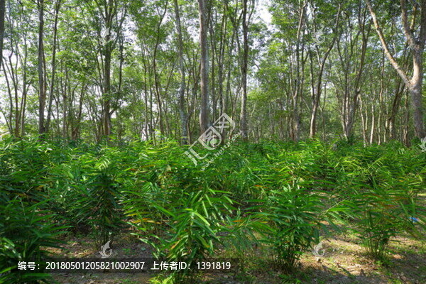 中國科學(xué)院西雙版納熱帶植物園