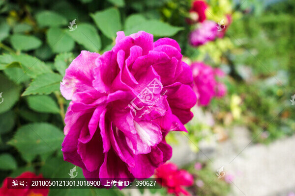 薔薇花