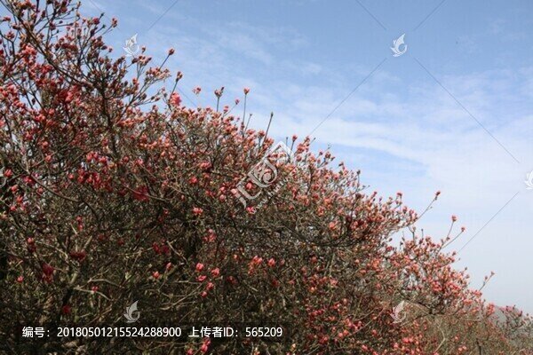 杜鵑花