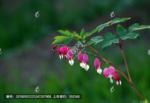 荷包牡丹