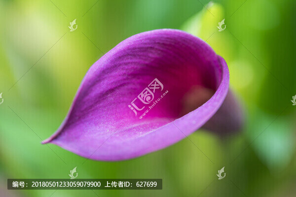 馬蹄蓮