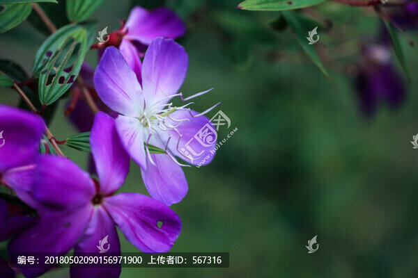 花卉