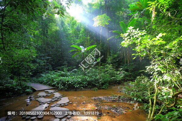 西雙版納望天樹(shù)景區(qū)