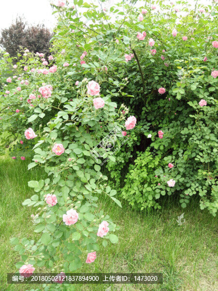 薔薇花