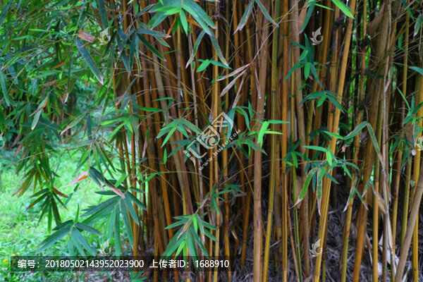 竹林