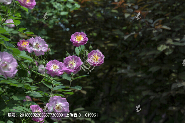薔薇花