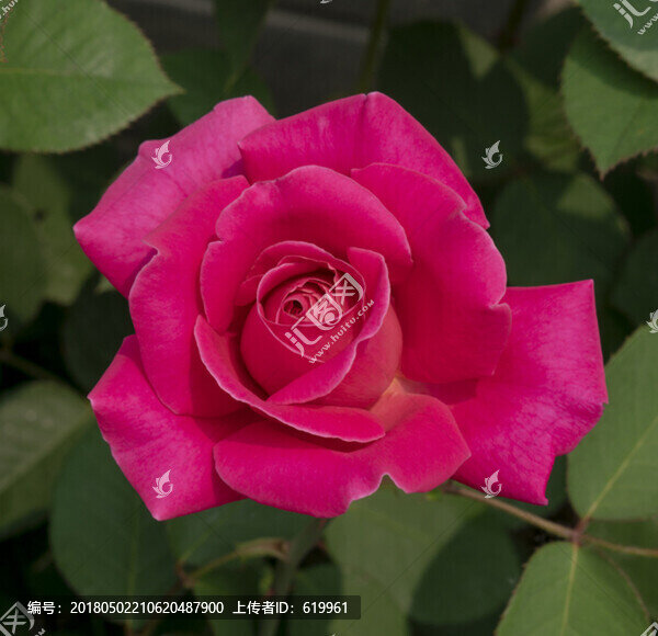 月季花