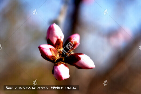 含苞待放,杏花