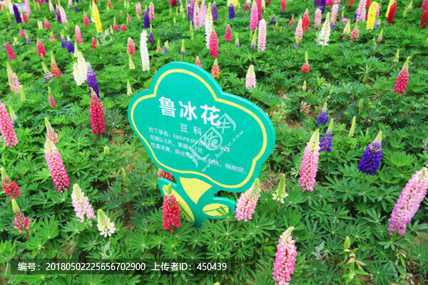 魯冰花
