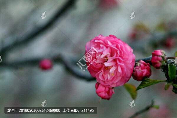 春暖花開