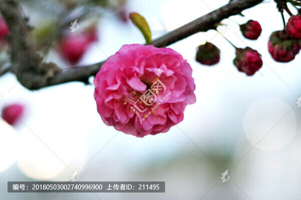 春暖花開(kāi)