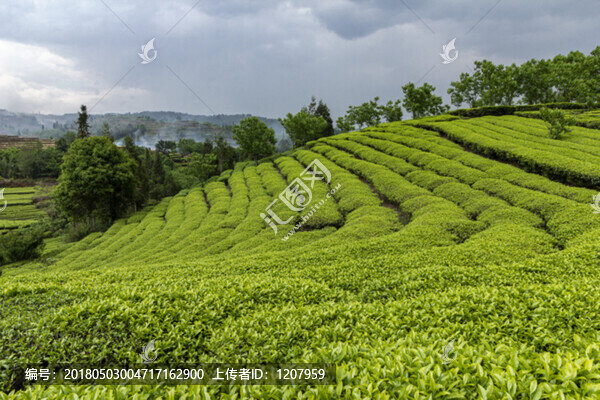 茶園