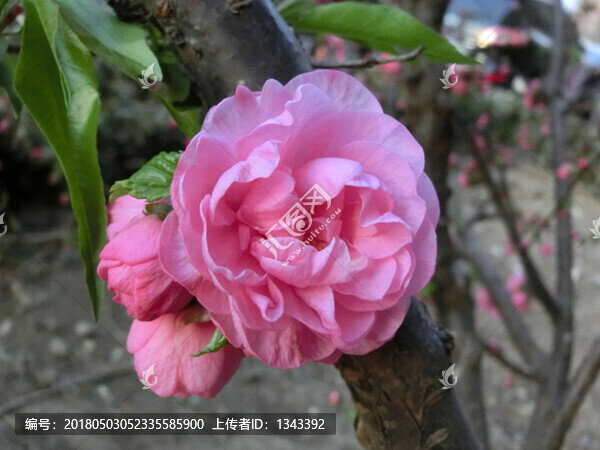 春暖花開