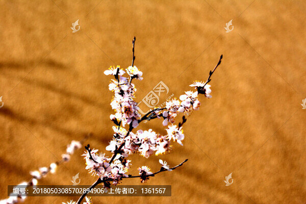 野生杏花