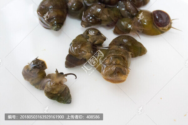 螺螄,活螺螄,新鮮螺螄